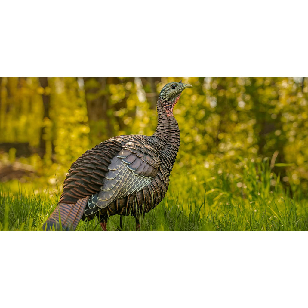 Avian-X Hdr Hen Turkey Decoy | Durable Realistic Lifelike Standing Hunting Decoy With 2 Removable Heads, Carry Bag & Integrated