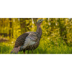 Avian-X Hdr Hen Turkey Decoy | Durable Realistic Lifelike Standing Hunting Decoy With 2 Removable Heads, Carry Bag & Integrated