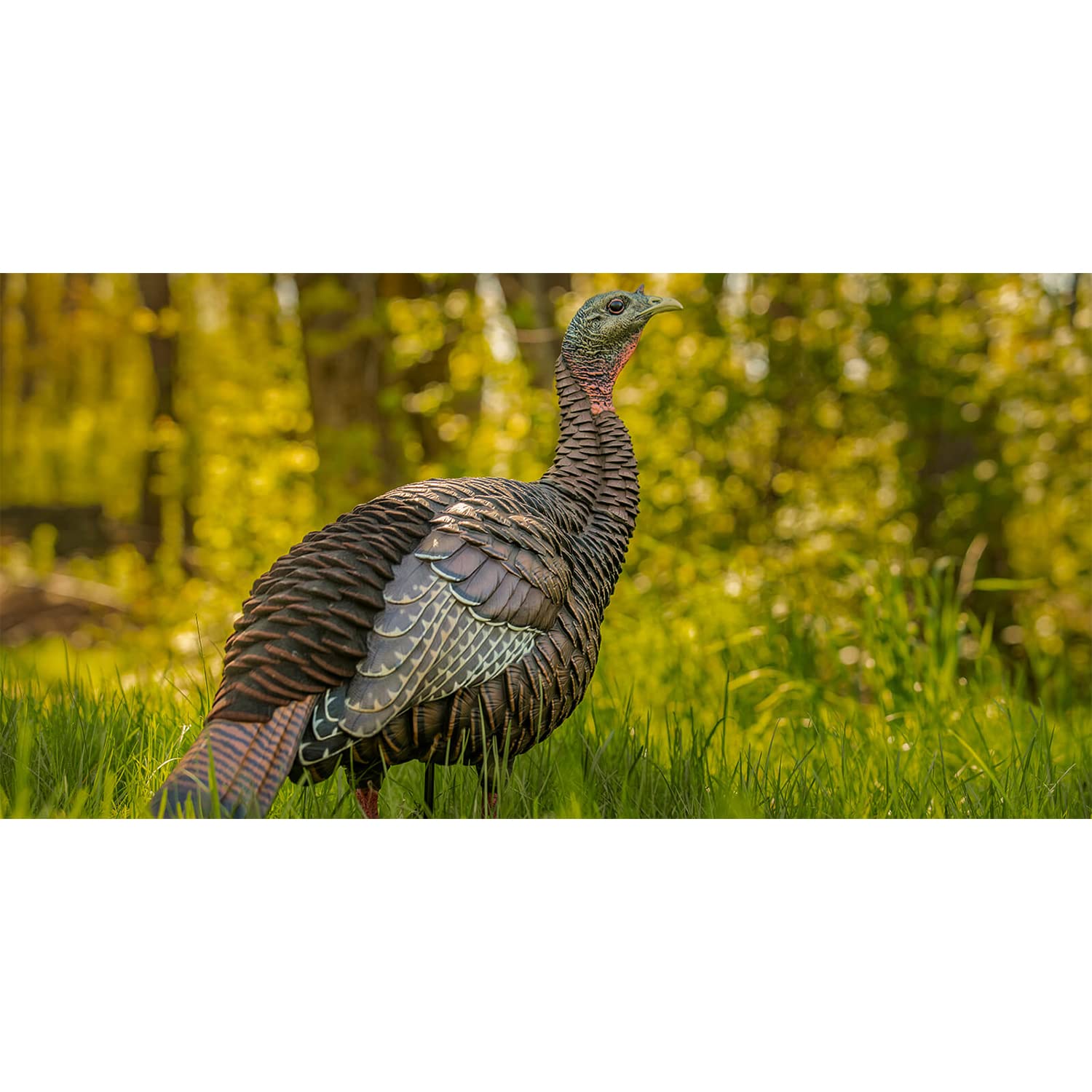 Avian-X Hdr Hen Turkey Decoy | Durable Realistic Lifelike Standing Hunting Decoy With 2 Removable Heads, Carry Bag & Integrated