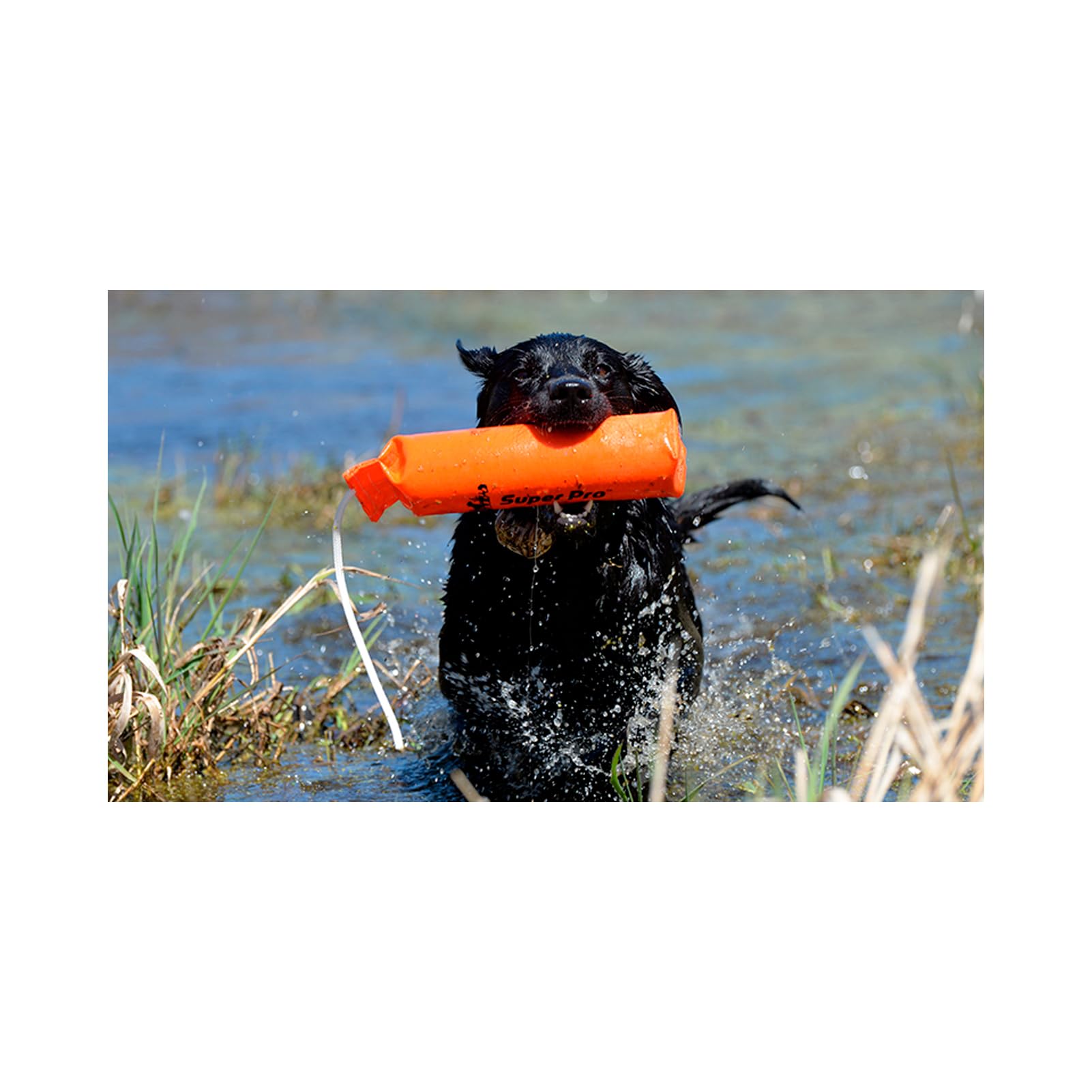 Dt Systems 3 By 12-Inch Cordura Nylon Dog Training Dummy, Blaze Orange, Large