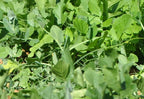 Whitetail Institute Winter Peas Plus Deer Food Plot Seed, Superior Cool Season Forage Designed To Maximize Deer Attraction Into