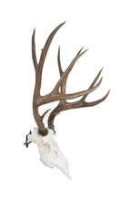 Dead On Display -Angle Bracket Adapter, European Skull Mount- Taxidermy Trophy Mounting Kit- ***Cannot Be Used Alone**- To Be Us