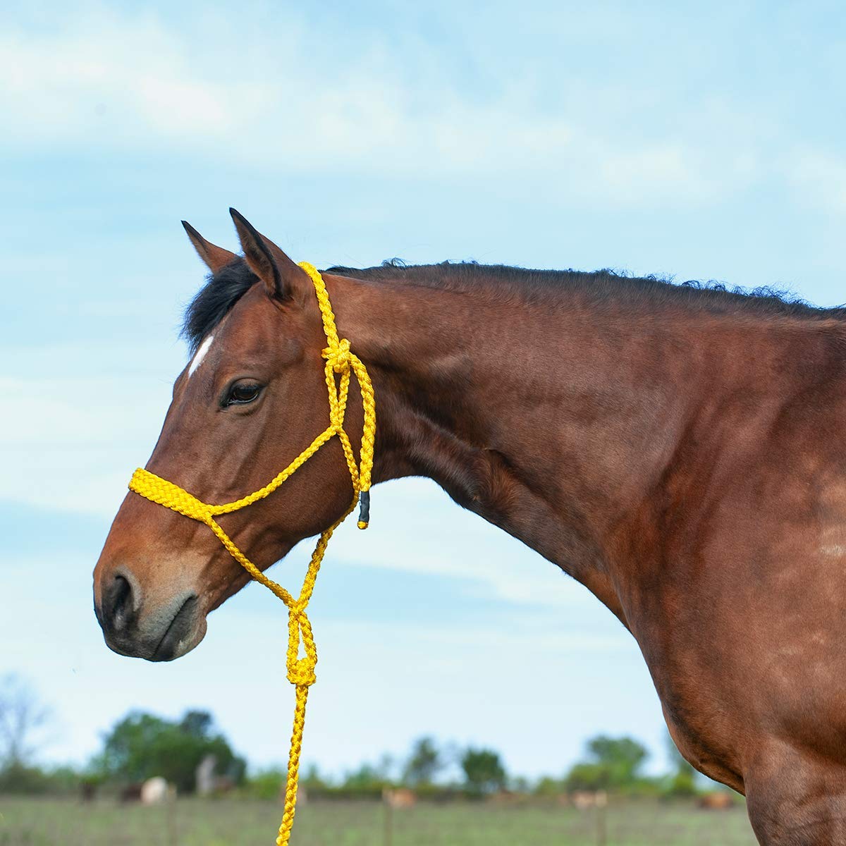 Cashel Flat Braid Halter And Leadrope, Gold