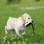 Avery Sporting Dog Canvas Training Bumper - Durable, Water-Resistant Training Dummy For Hunting Dogs (Flasher (Black/White), 2)