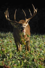 Whitetail Institute Imperial Tall Tine Tubers Food Plot Seed (Fall Planting), 12-Pound (2 Acres), Green