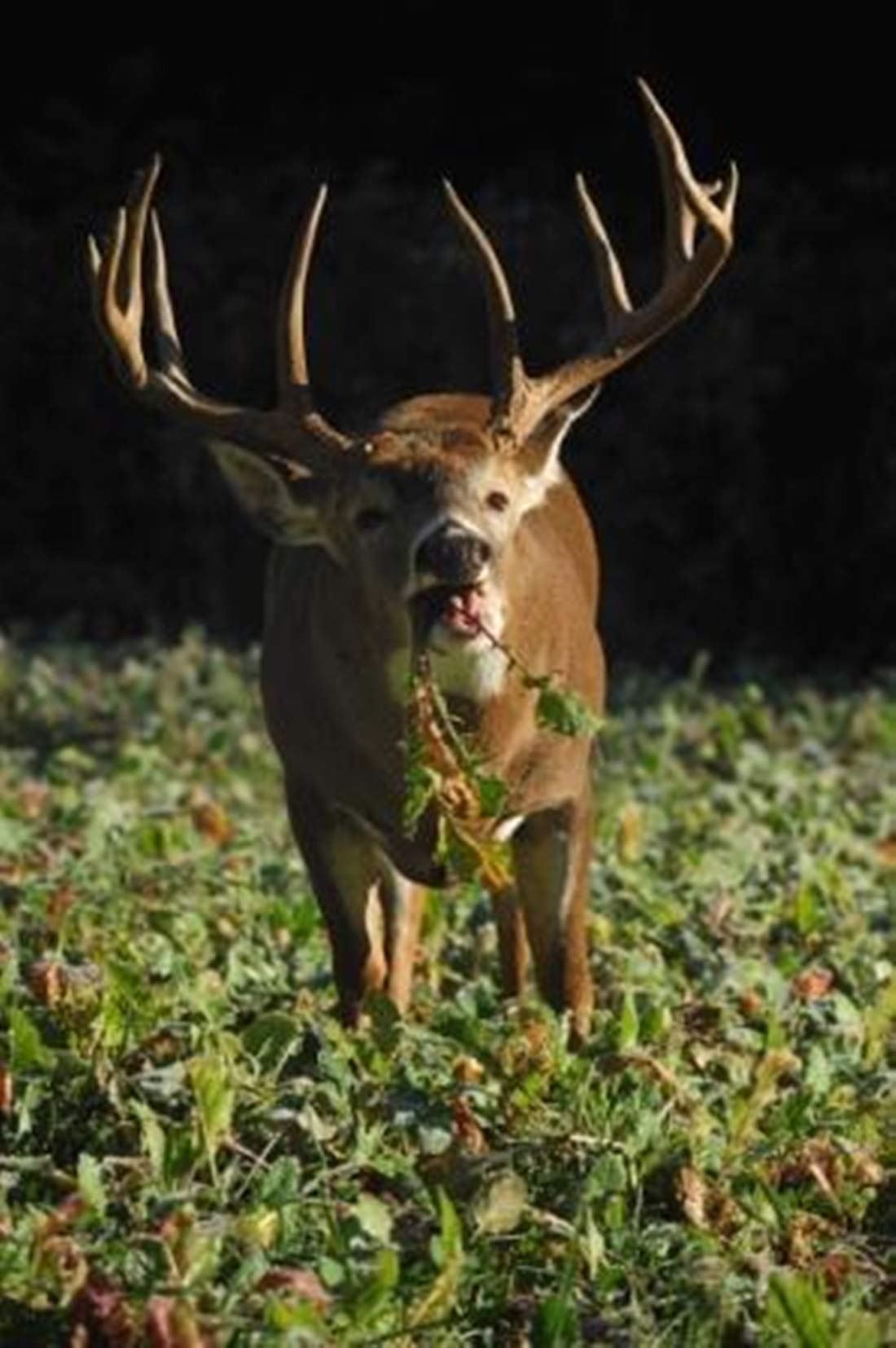 Whitetail Institute Imperial Tall Tine Tubers Food Plot Seed (Fall Planting), 12-Pound (2 Acres), Green