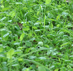 Whitetail Institute Bowstand Deer Food Plot Seed, Annual Forage Designed To Attract Deer To Small, Remote Food Plots For Bow Hun