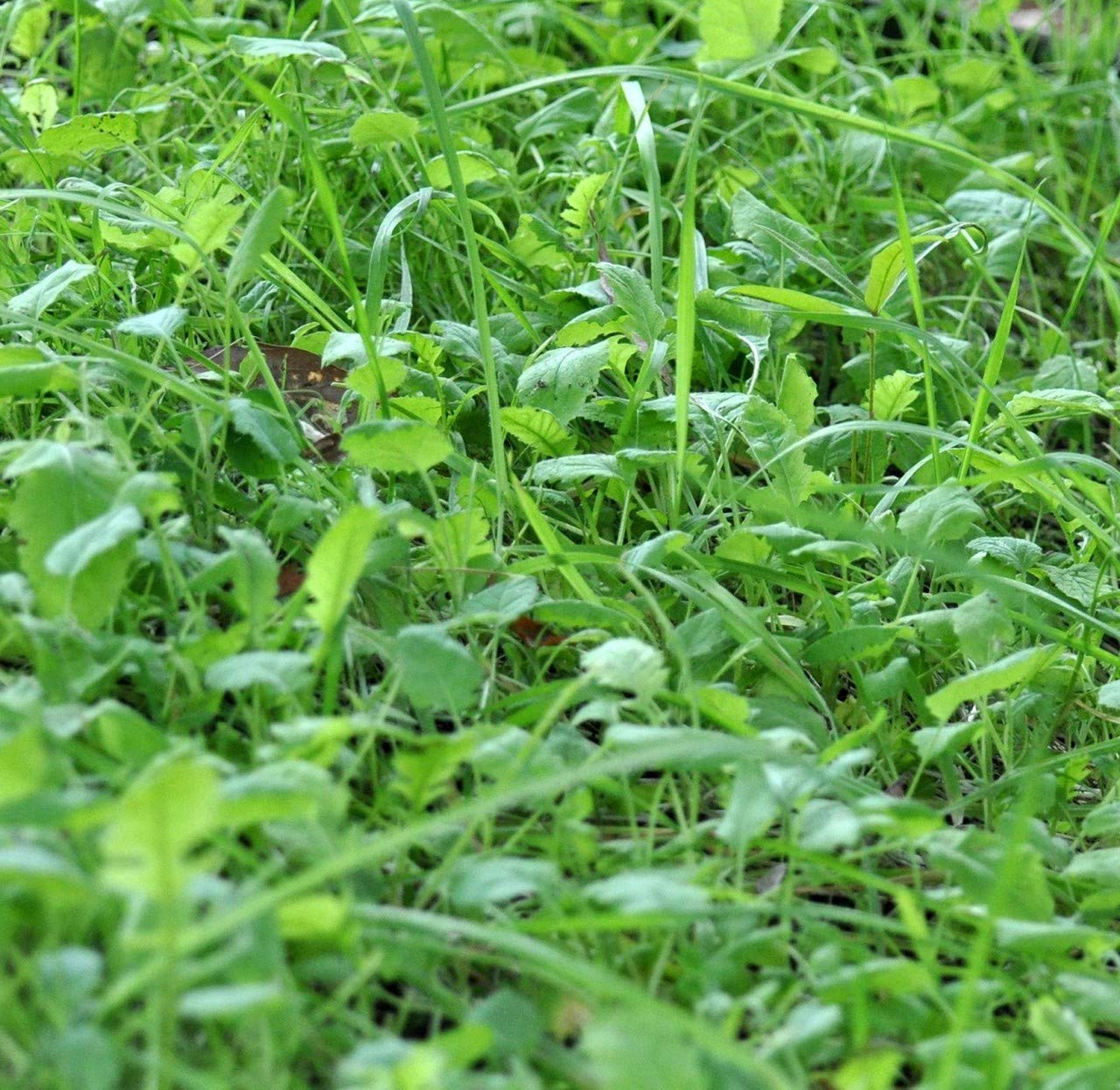 Whitetail Institute Bowstand Deer Food Plot Seed, Annual Forage Designed To Attract Deer To Small, Remote Food Plots For Bow Hun