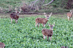 Whitetail Institute Winter-Greens Deer Food Plot Seed For Fall Planting, Annual Brassica Blend To Attract Deer In The Early And