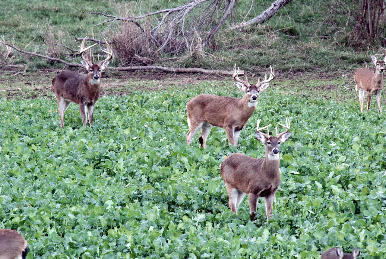 Whitetail Institute Winter-Greens Deer Food Plot Seed For Fall Planting, Annual Brassica Blend To Attract Deer In The Early And