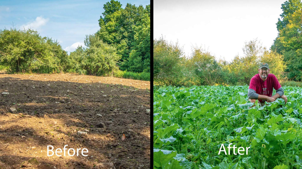 Whitetail Institute Vision Deer Food Plot Seed For Fall Planting, Perennial Blend Of Clover, Chicory And Kale To Attract And Hol