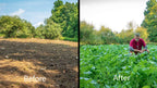 Whitetail Institute Vision Deer Food Plot Seed For Fall Planting, Perennial Blend Of Clover, Chicory And Kale To Attract And Hol