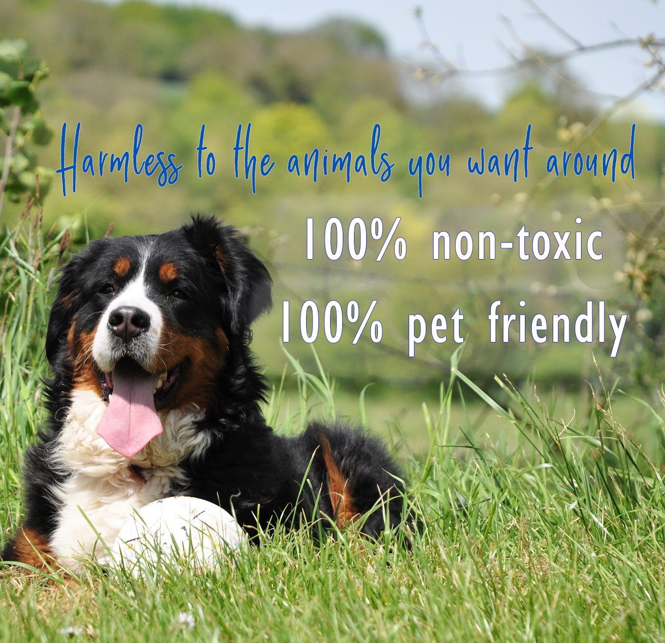 Predatorpee 100% Wolf Urine - Territorial Marking Scent - Creates Illusion That Wolf Is Nearby - 12 Oz