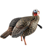 Avian-X Hdr Jake Turkey Decoy | Rugged Durable Realistic Lifelike Quarter-Strut Body Standing Hunting Decoy With 2 Removable Hea