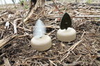 Mojo Dove-A-Flicker Spinning Wing Dove Decoys For Dove Hunting, 4 Pack