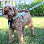 Pawtitas 6 Ft Padded Dog Leash With Comfortable Neoprene Padding Handle - Camo Green Lead  Medium Reflective Dog Leash With High