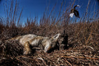 Mojo Outdoors Critter Predator Hunting Decoy - Great For Coyote And Bobcat Hunting And As A Varmint Decoy - Tail Decoy - Rabbit