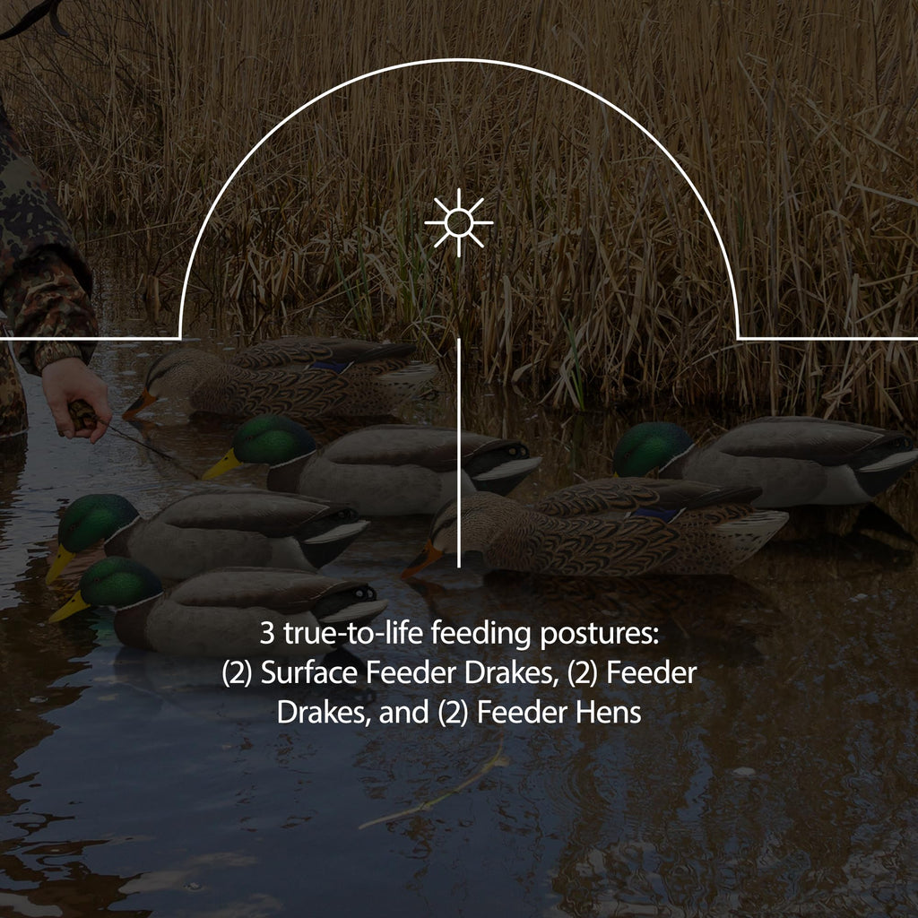 Avian X Topflight Backwater Mallards Duck Decoys Pack, Ultra Realistic Floating Mallard Hunting Decoy, 3 Feeding Postures, Multi