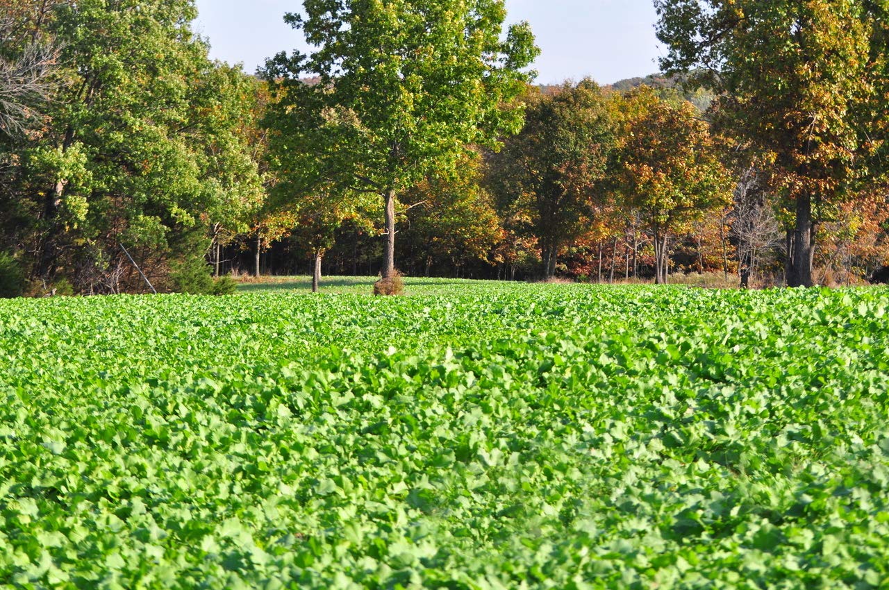 Whitetail Institute Winter-Greens Deer Food Plot Seed For Fall Planting, Annual Brassica Blend To Attract Deer In The Early And