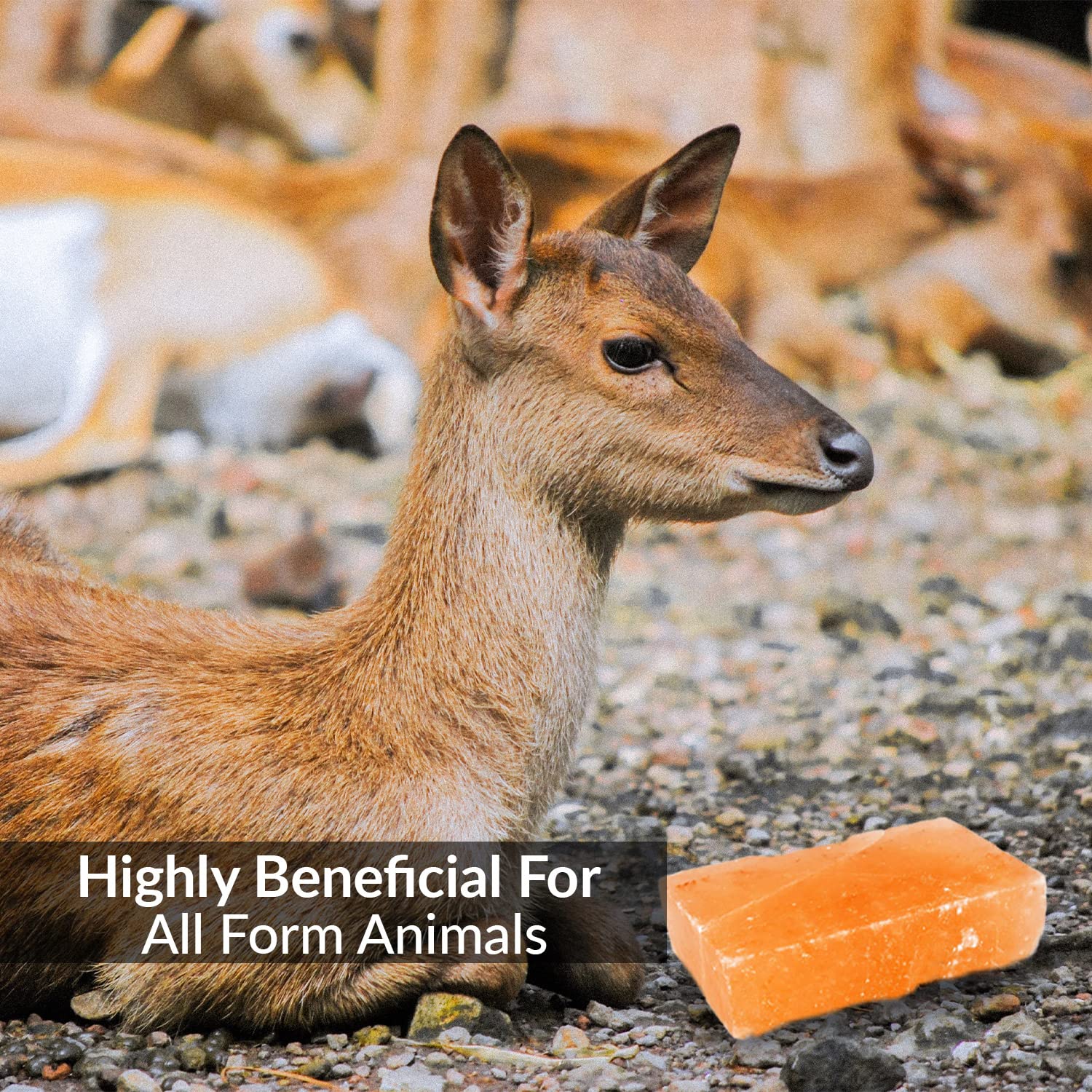 Himalayan Nature 100% Natural Himalayan Rock Deer Salt Licking Block - Animal Licking Mineral Salt Block, Natural Feed Salts Bri