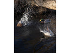 Avery Ghg Finisher Spitter Motion Decoy Mallard Hen