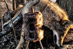 Mojo Outdoors Critter Predator Hunting Decoy - Great For Coyote And Bobcat Hunting And As A Varmint Decoy - Tail Decoy - Rabbit