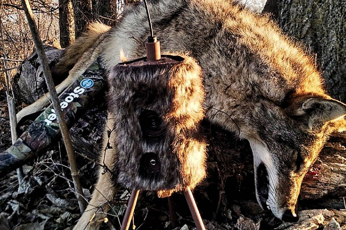 Mojo Outdoors Critter Predator Hunting Decoy - Great For Coyote And Bobcat Hunting And As A Varmint Decoy - Tail Decoy - Rabbit