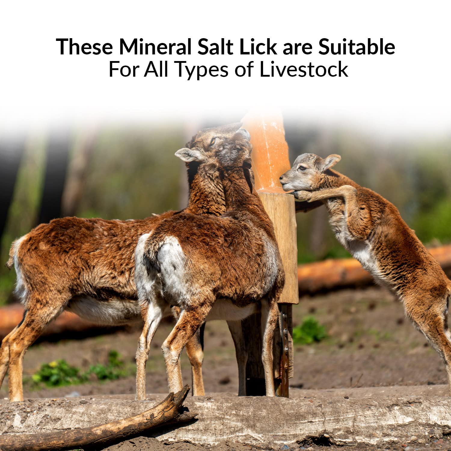 Himalayan Nature 100% Natural Himalayan Rock Deer Salt Licking Block - Animal Licking Mineral Salt Block, Natural Feed Salts Bri