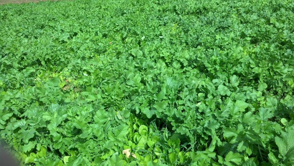 Whitetail Institute Winter Peas Plus Deer Food Plot Seed, Superior Cool Season Forage Designed To Maximize Deer Attraction Into