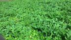Whitetail Institute Winter Peas Plus Deer Food Plot Seed, Superior Cool Season Forage Designed To Maximize Deer Attraction Into