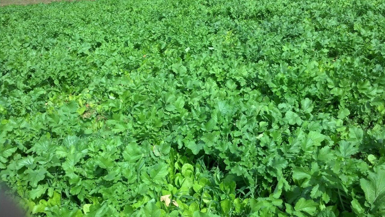 Whitetail Institute Winter Peas Plus Deer Food Plot Seed, Superior Cool Season Forage Designed To Maximize Deer Attraction Into