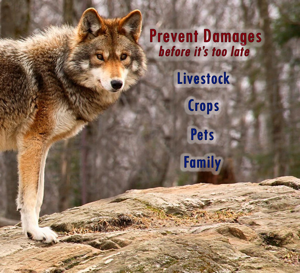 Predatorpee 100% Wolf Urine - Territorial Marking Scent - Creates Illusion That Wolf Is Nearby - 12 Oz