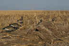 Avery Outdoors Hunting Gear Killerweed Layout Blind Kit-All-Terrain