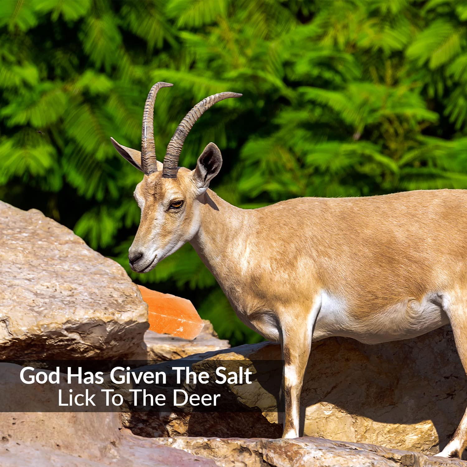 Himalayan Nature 100% Natural Himalayan Rock Deer Salt Licking Block - Animal Licking Mineral Salt Block, Natural Feed Salts Bri