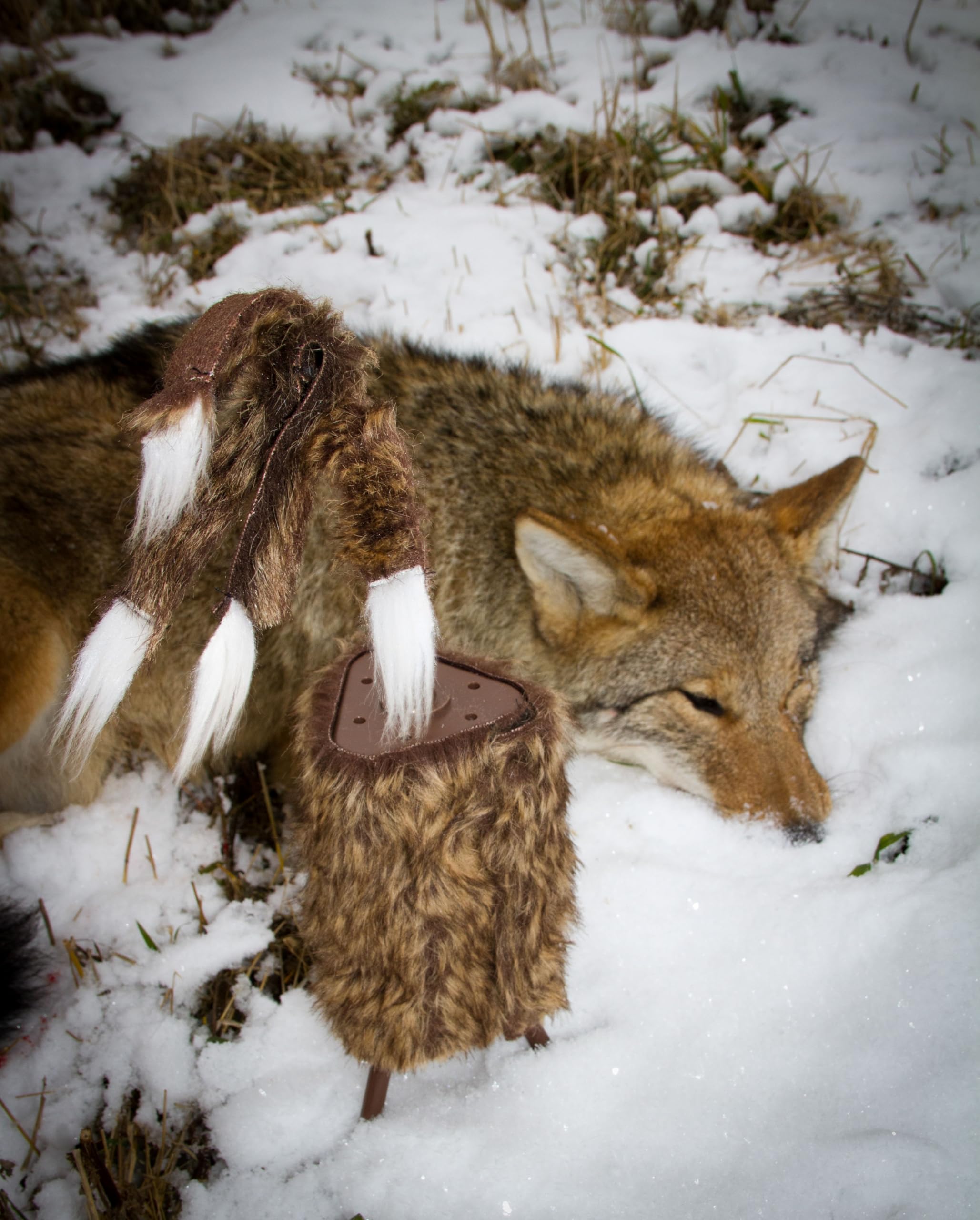 Mojo Outdoors Critter Predator Hunting Decoy - Great For Coyote And Bobcat Hunting And As A Varmint Decoy - Tail Decoy - Rabbit