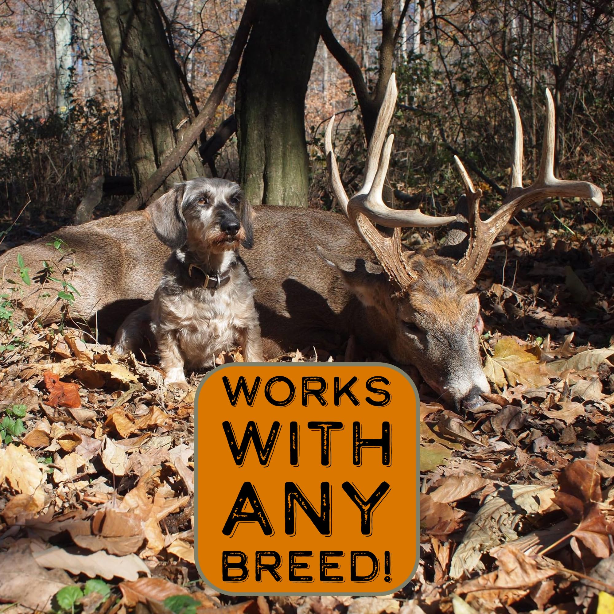 Dogbone Bloodtrail Scent For Tracking Dog Training | Dog Training Kit | Hunting Dog Accessories | Dog Scent Training Kit | Deer
