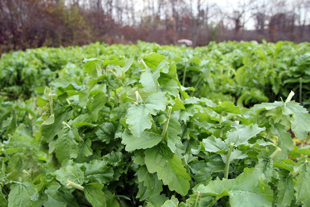 Whitetail Institute Beets & Greens Deer Food Plot Seed for Fall Planting - Blend of Sugar Beets, Kale, Turnip and Radish to Attr