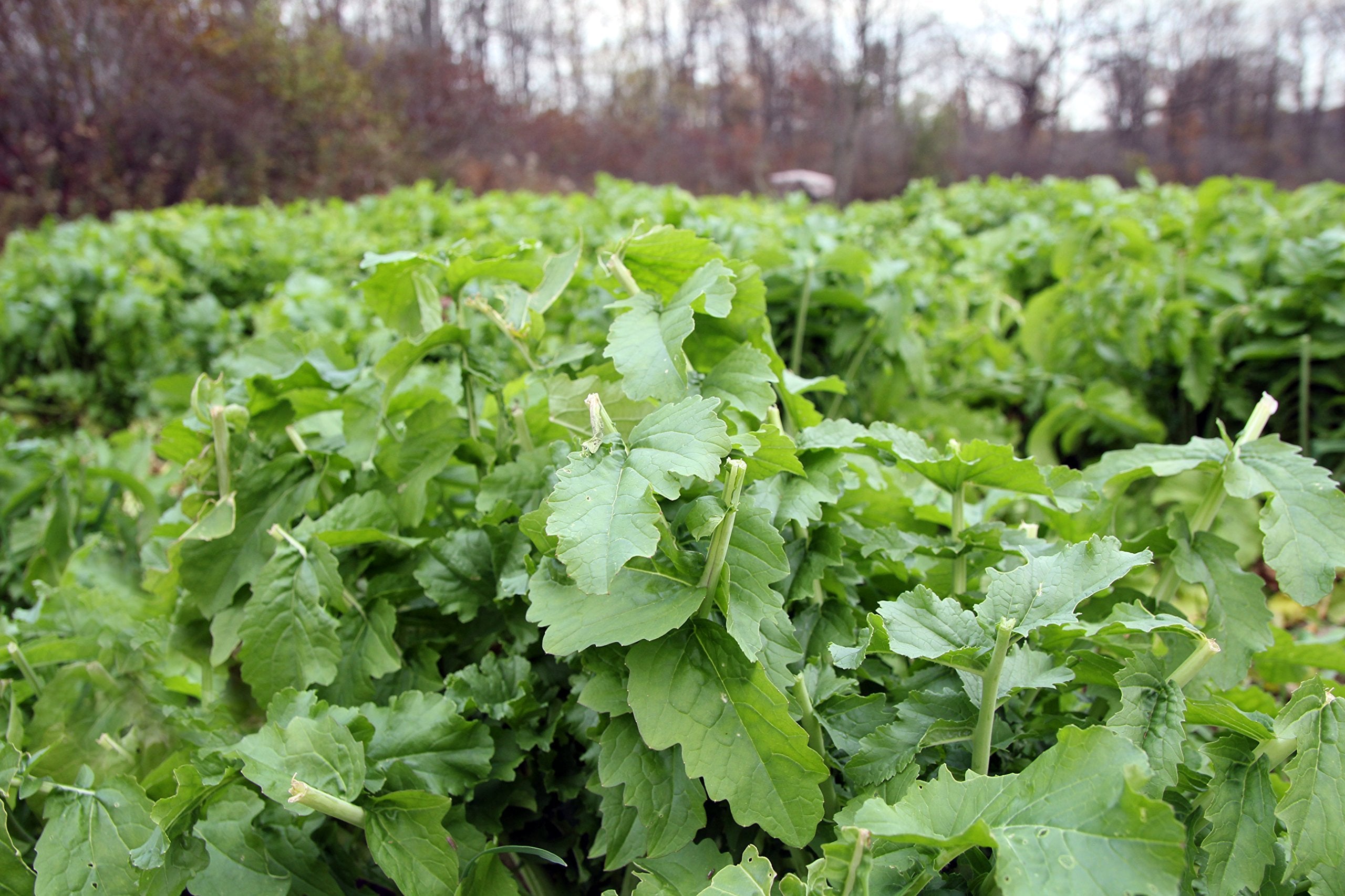 Whitetail Institute Beets & Greens Deer Food Plot Seed for Fall Planting - Blend of Sugar Beets, Kale, Turnip and Radish to Attr