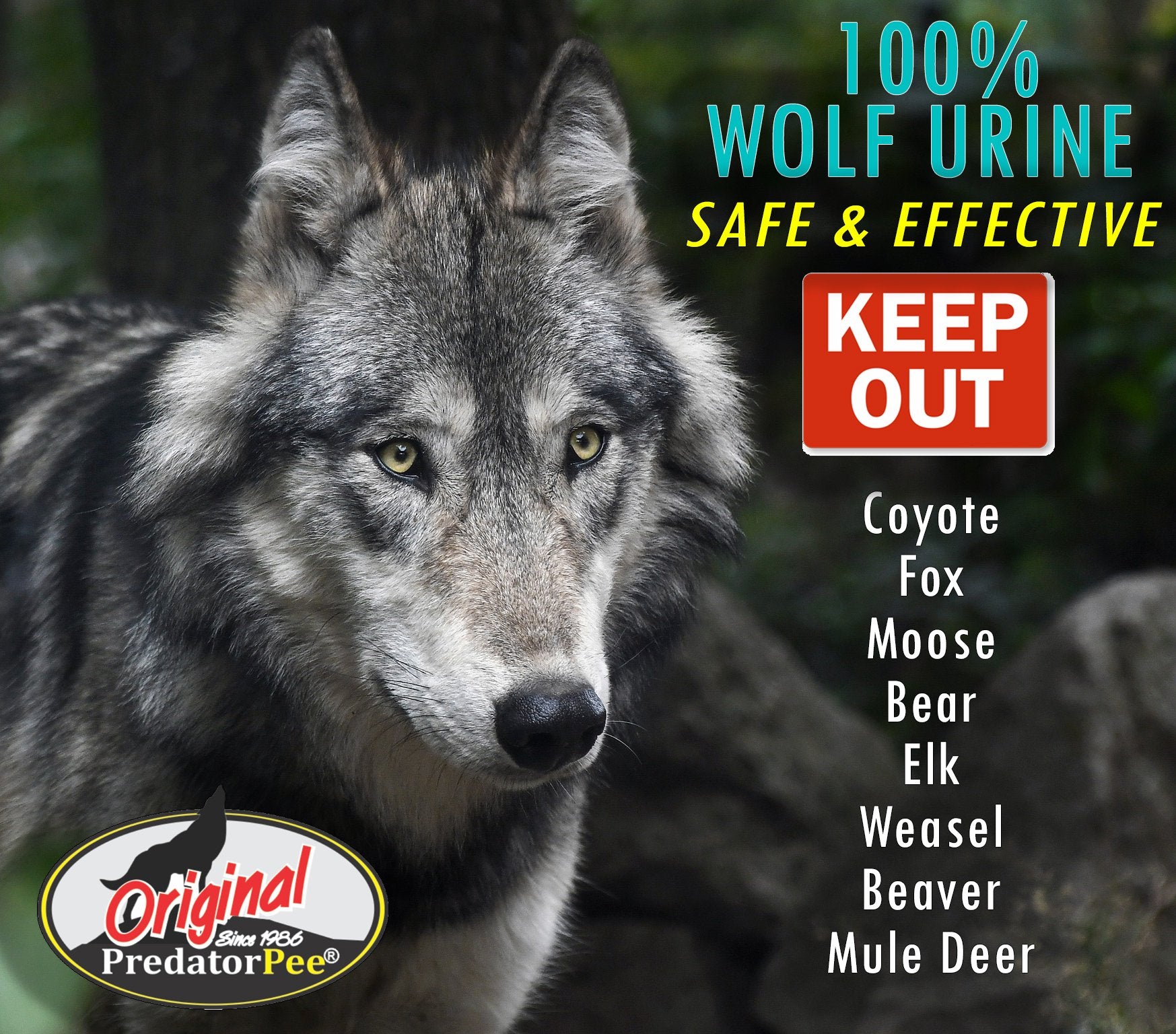 Predatorpee 100% Wolf Urine - Territorial Marking Scent - Creates Illusion That Wolf Is Nearby - 12 Oz