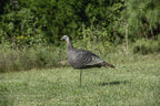 Hunters Specialties 100001 Strut-Lite Hen Decoy,Brown