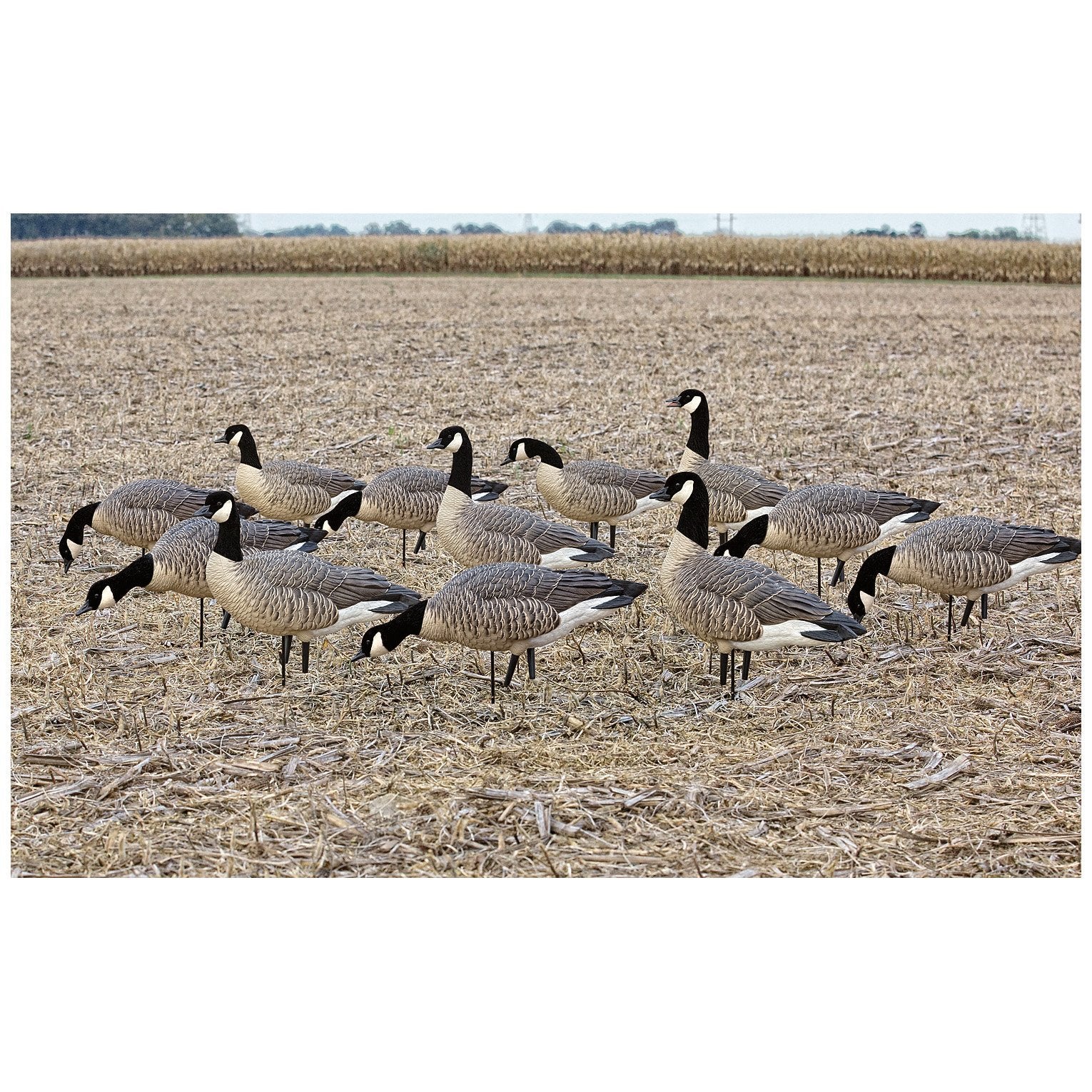 AvianX AXF Lessers Outfitter Pack