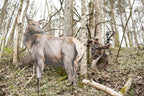 Rmef Cow Elk By Montana Decoy