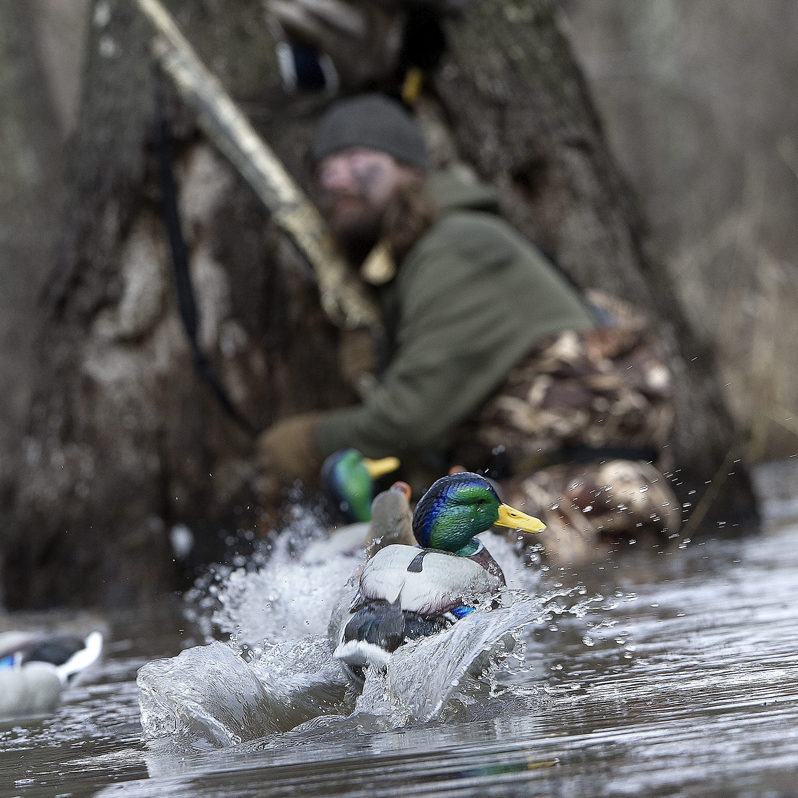 Rig'Em Right Waterfowl Jerk Rig Decoy Ultimate Motion Device For Duck Hunting, Gives Motion For Up To Four Decoys
