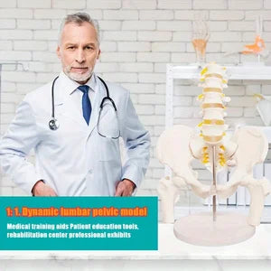 Human Pelvic with Five Lumbar Vertebrae and  Femur Model Orthopedics Spinal Column Spine Model Skeleton Anatomy DIY