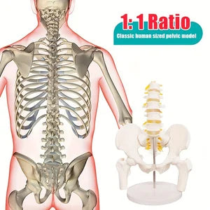 Human Pelvic with Five Lumbar Vertebrae and  Femur Model Orthopedics Spinal Column Spine Model Skeleton Anatomy DIY