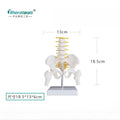 Human Pelvic with Five Lumbar Vertebrae and  Femur Model Orthopedics Spinal Column Spine Model Skeleton Anatomy DIY