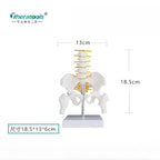 Human Pelvic with Five Lumbar Vertebrae and  Femur Model Orthopedics Spinal Column Spine Model Skeleton Anatomy DIY