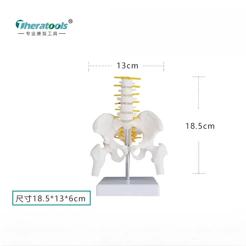 Human Pelvic with Five Lumbar Vertebrae and  Femur Model Orthopedics Spinal Column Spine Model Skeleton Anatomy DIY