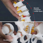 Human Pelvic with Five Lumbar Vertebrae and  Femur Model Orthopedics Spinal Column Spine Model Skeleton Anatomy DIY