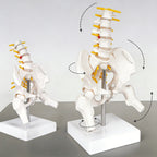 Human Pelvic with Five Lumbar Vertebrae and  Femur Model Orthopedics Spinal Column Spine Model Skeleton Anatomy DIY